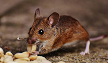 24 Hour & Emergency Exterminators in Emerywood, NC